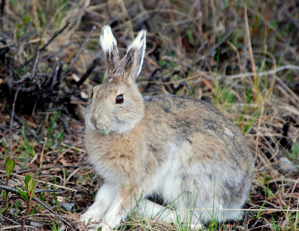 Snowshoe Hare | Denali National Park | May, 2009