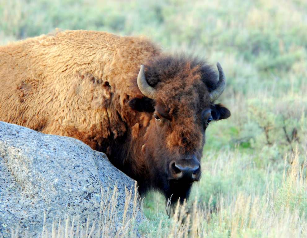 Bison –  Cow | Yellowstone National Park | May, 2009