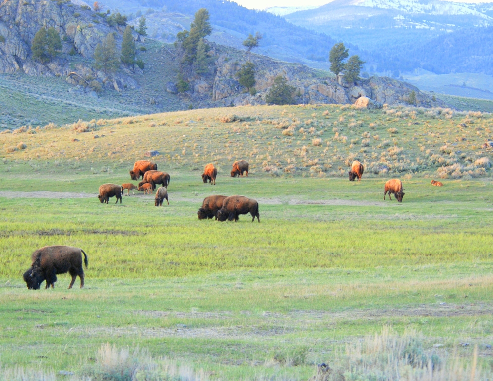 Bison –  Cows and Calves | Yellowstone National Park | May, 2009