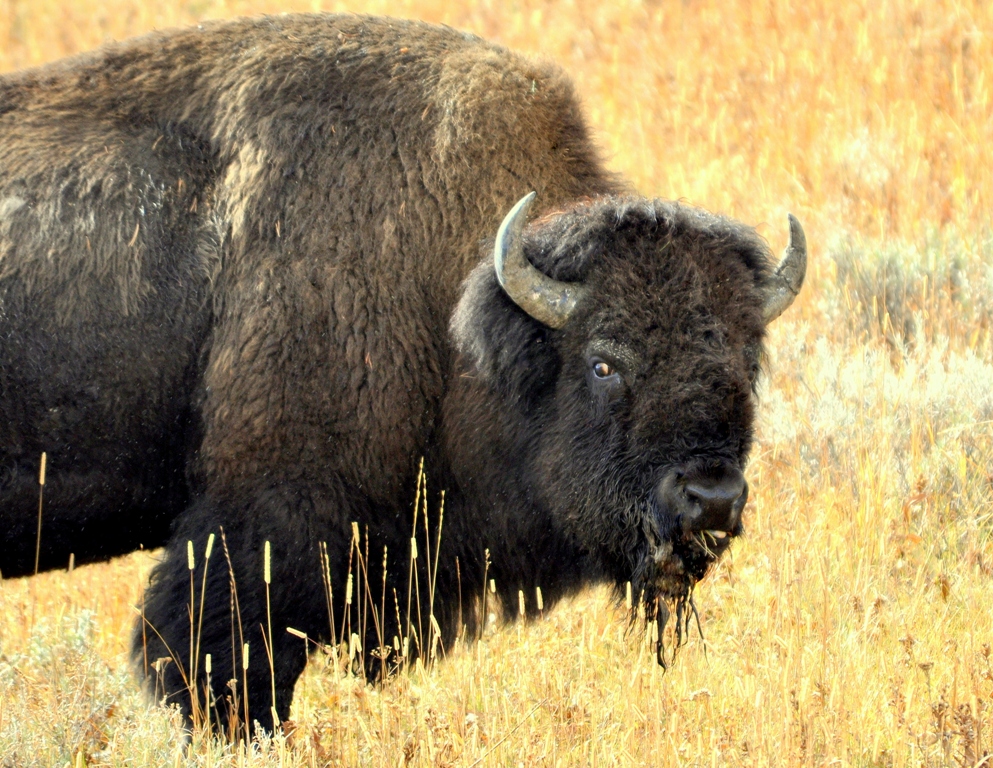 Bison –  Bull | Yellowstone National Park | October, 2009