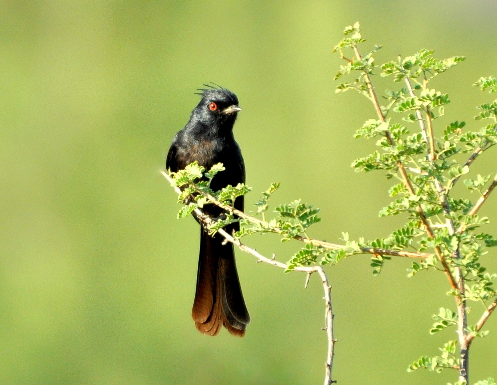 Phainopepla – Male  | Lordsburg, New Mexico | September, 2011