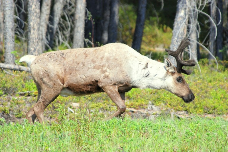 Caribou – Bull | Fort Nelson, British Columbia | June, 2009