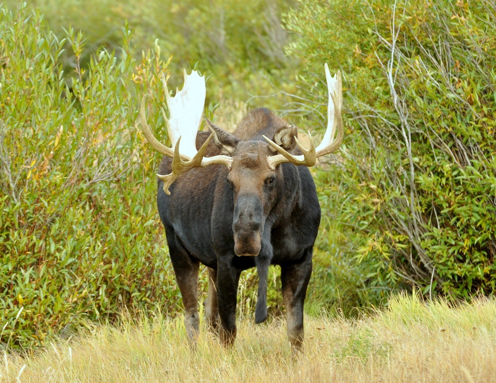 Moose –  Bull | Walden, Colorado | September, 2010