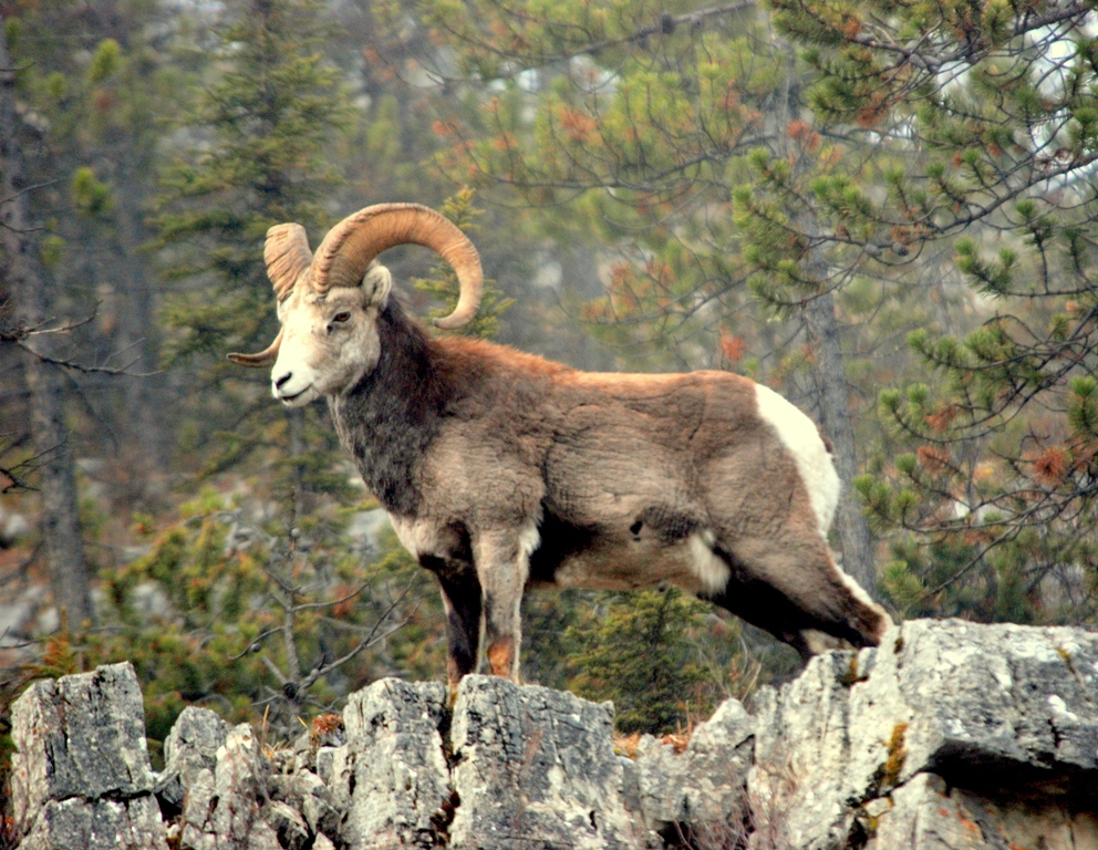 Stone Sheep –  Ram | Fort Nelson, British Columbia | May, 2009