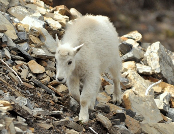 Mountain Goat –  Kid | Glacier National Park | September, 2010