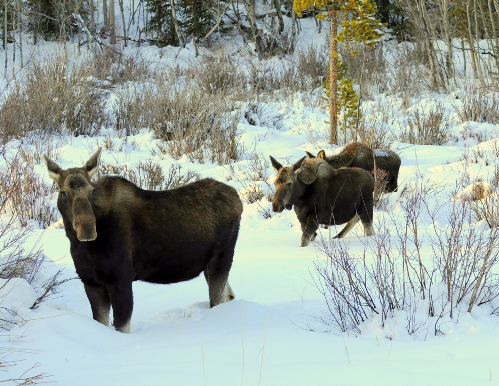 Moose –  Cow and Calves | Walden, Colorado | April, 2010