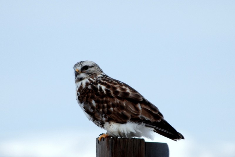 Rough-legged Hawk | Walden, Colorado | February, 2009