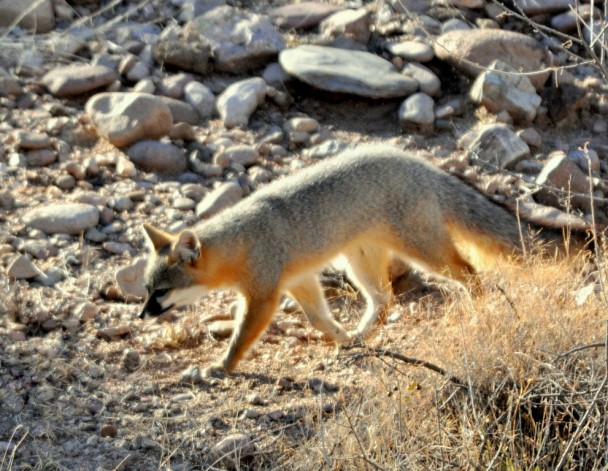 Gray Fox | Lordsburg, New Mexico | January, 2010