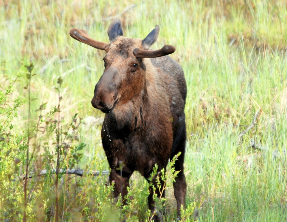 Moose – Bull | Seward, Alaska | June, 2009