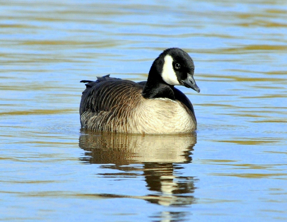 Cackling Goose | Albuquerque, New Mexico | November, 2010