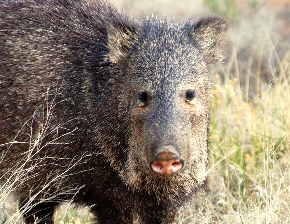 Javelina | Lordsburg, New Mexico | March, 2009