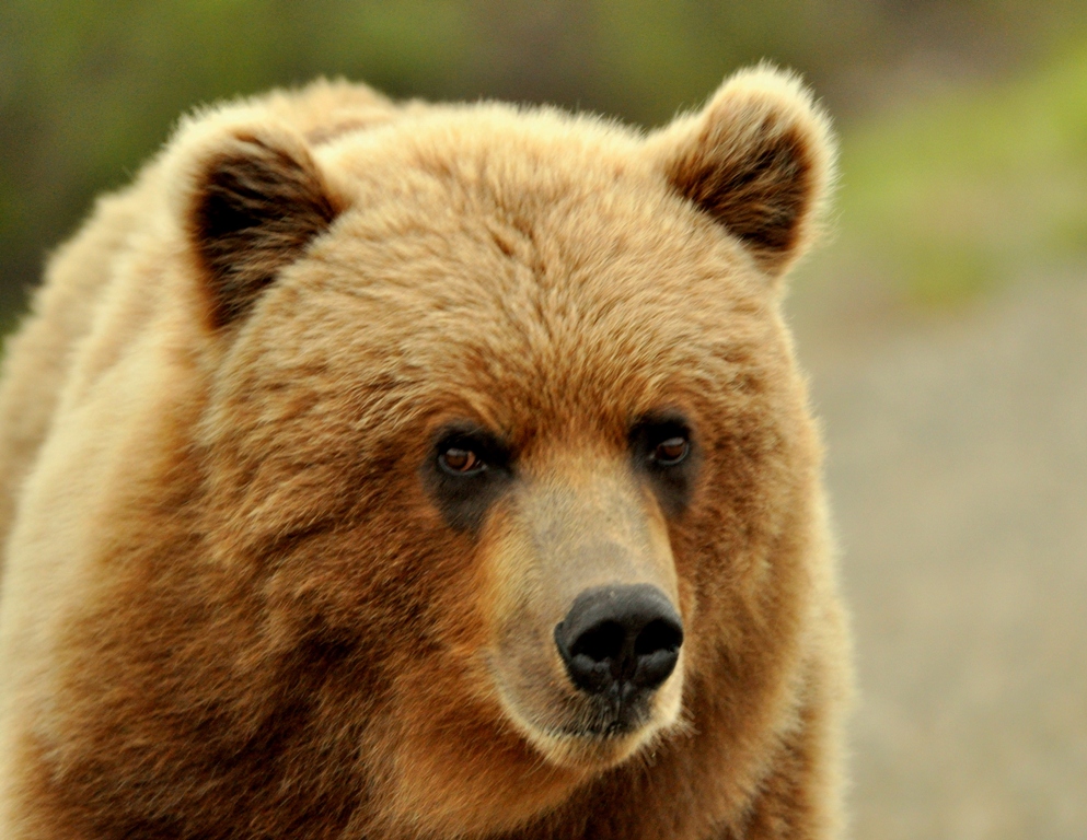 Grizzly Bear | Denali National Park | May, 2011