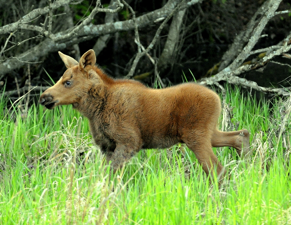 Moose –  Calf | Homer, Alaska | June, 2011