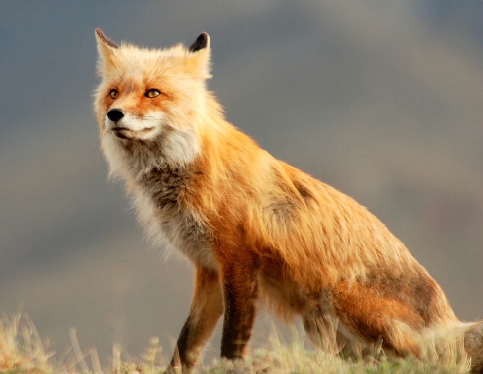 Red Fox | Denali National Park | May, 2009