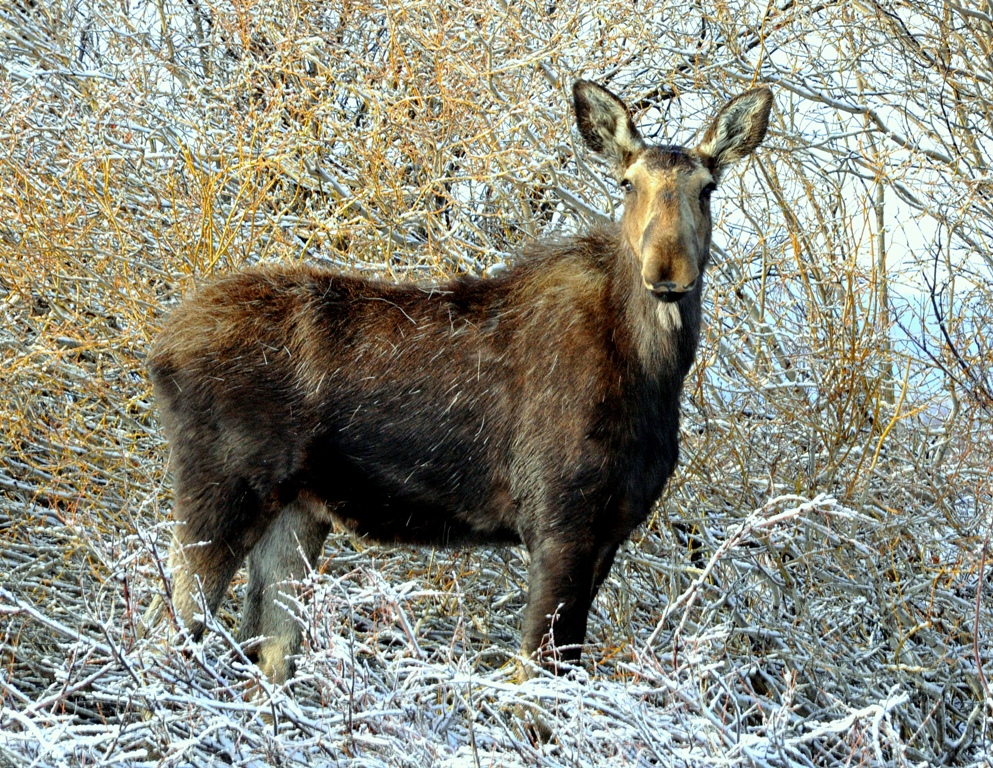 Moose – Cow | Walden, Colorado | May, 2011