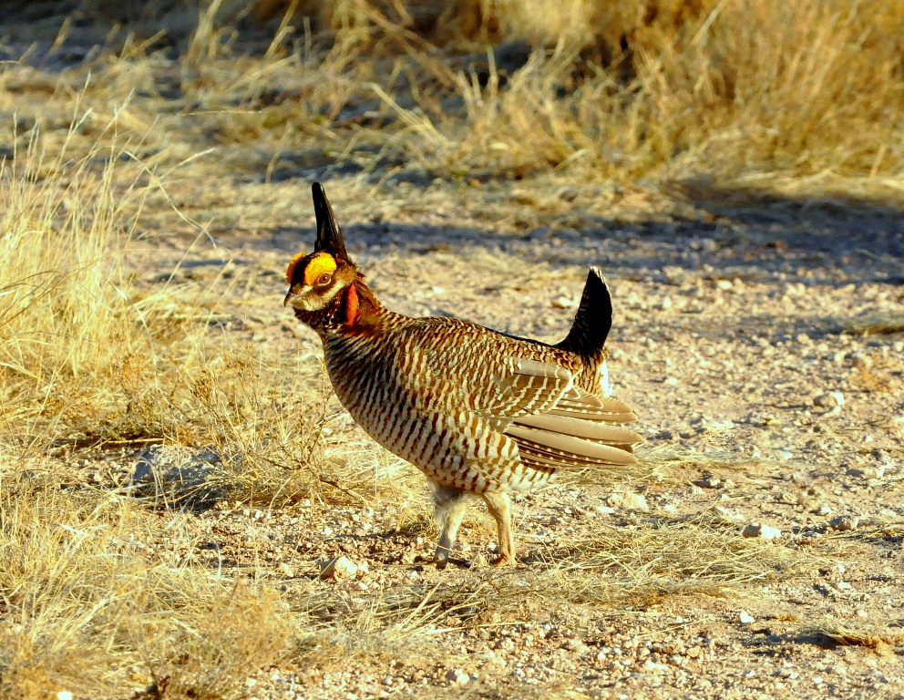 Lesser Prairie-Chicken –  Male | Roswell, New Mexico | April, 2011