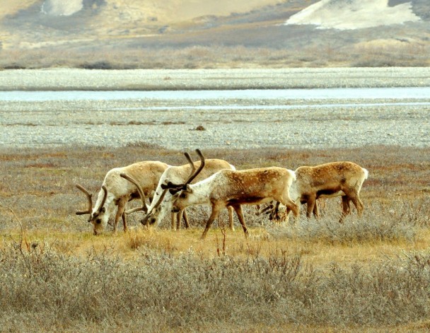 Caribou –  Bulls | Deadhorse, Alaska | June, 2011