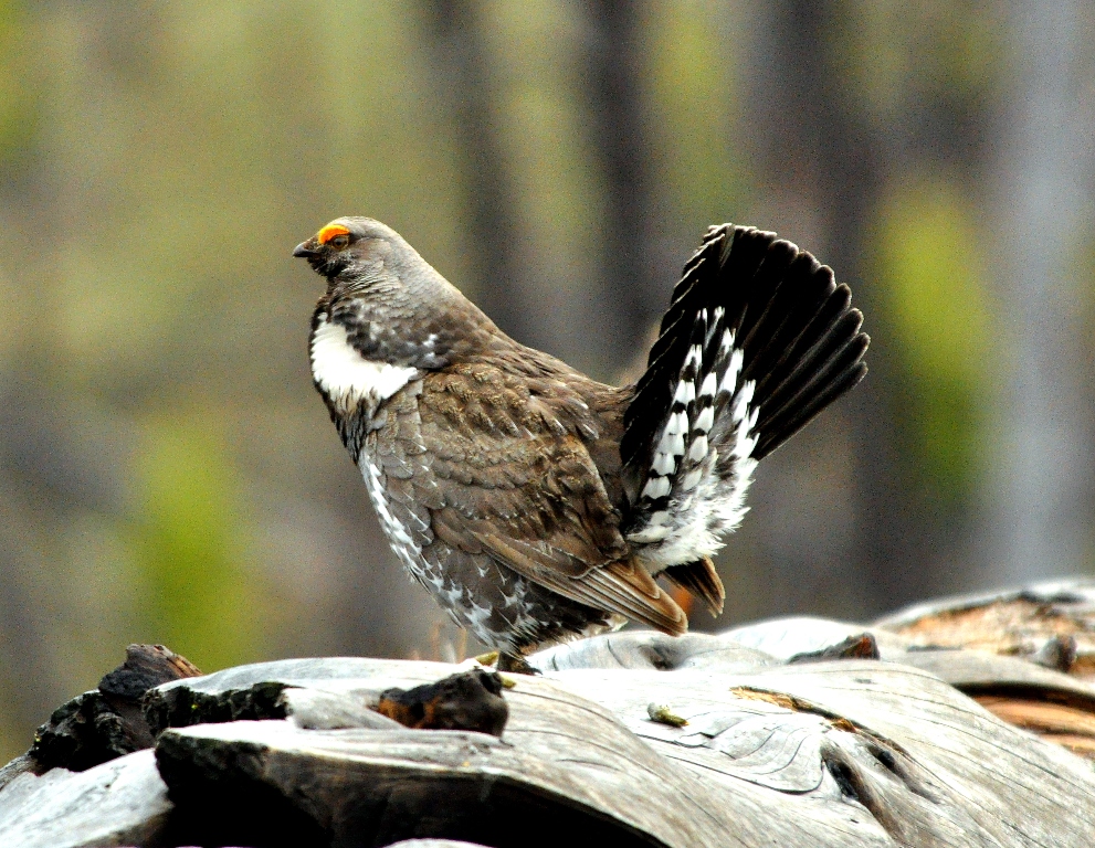Blue Grouse –  Male | Yellowstone National Park | May, 2011