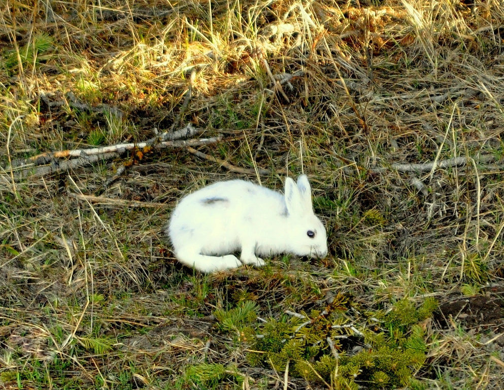 Snowshoe Hare | Yellowstone National Park | May, 2011