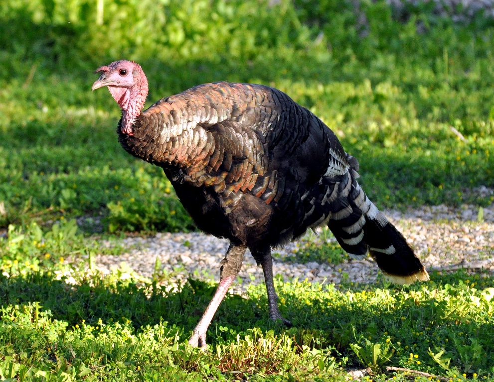 Wild Turkey – Immature Male | Sheridan, Wyoming | June, 2011