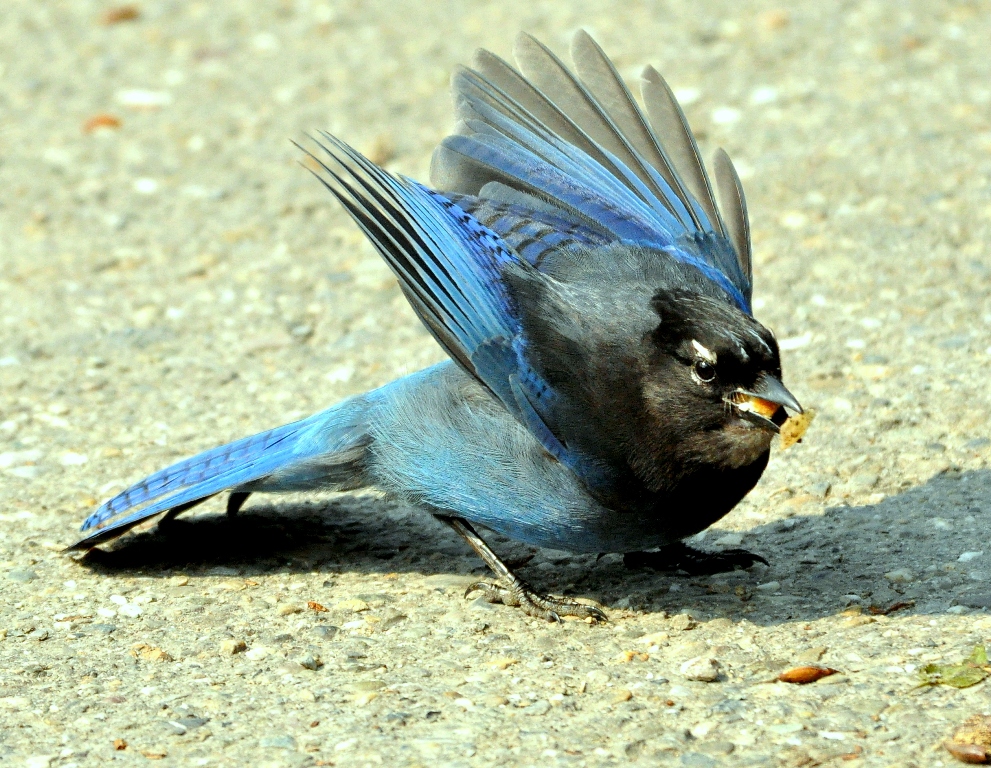 Steller’s Jay | Chetwynd, British Columbia  | May, 2011