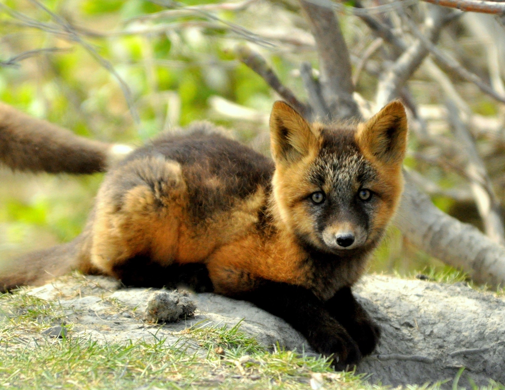 Red Fox –  Pup | Atigun Pass, Alaska | June, 2011
