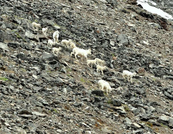 Dall Sheep –  Ewes and Lambs | Atigun Pass, Alaska | June, 2011