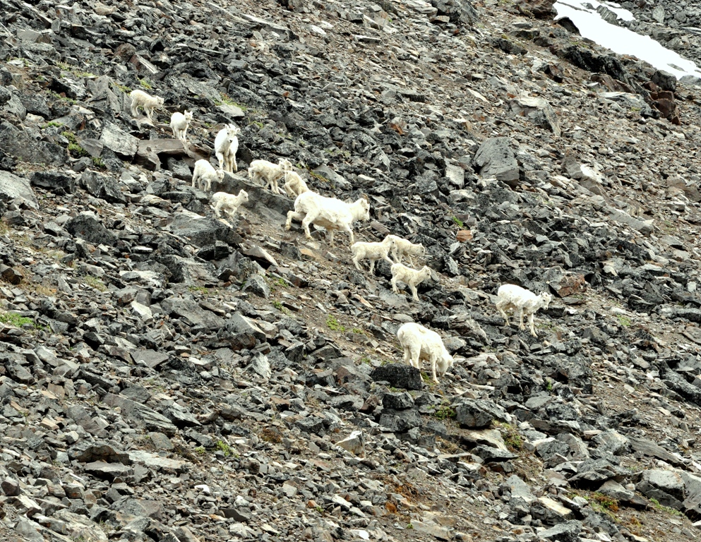 Dall Sheep –  Ewes and Lambs | Atigun Pass, Alaska | June, 2011