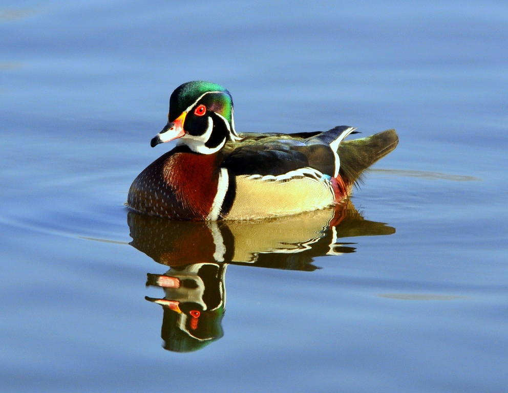 Wood Duck –  Male | Albuquerque, New Mexico | March, 2011