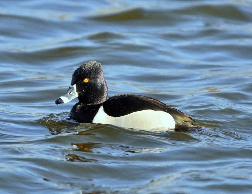 Ring-necked Duck – Male | Albuquerque, New Mexico | March, 2011