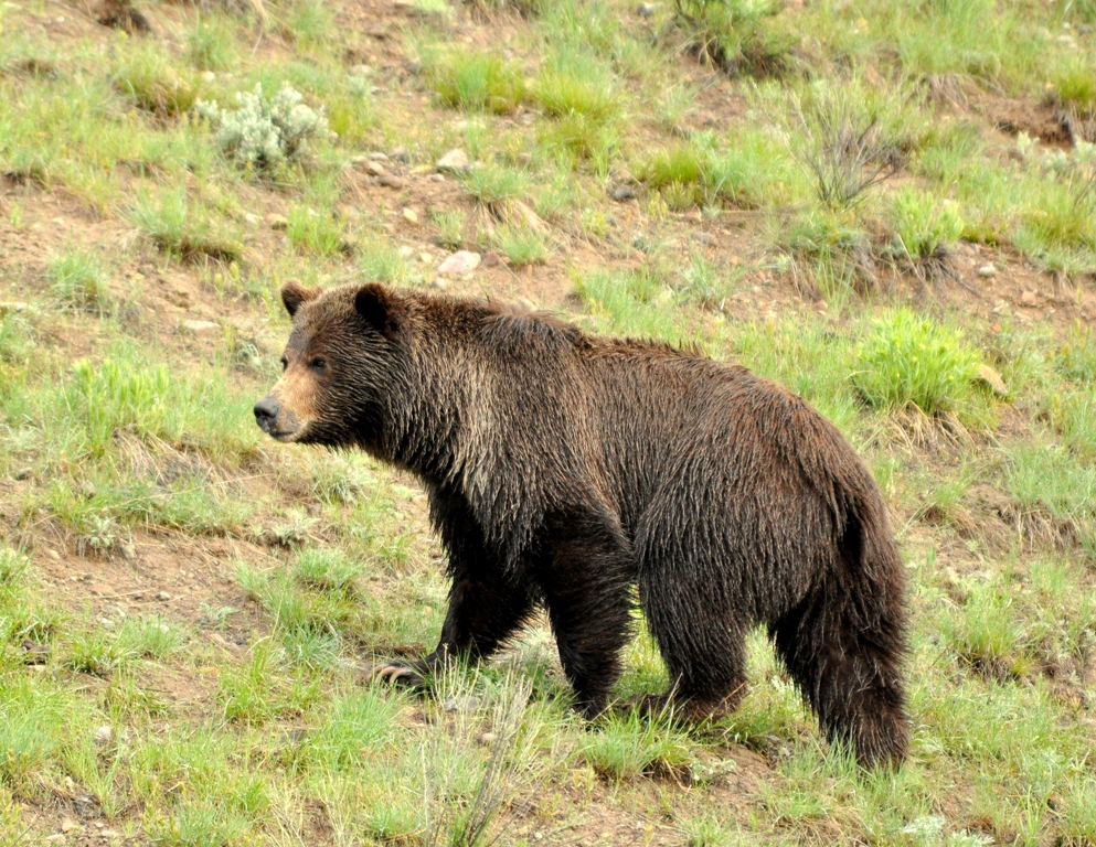 Grizzly Bear | Yellowstone National Park | May, 2011