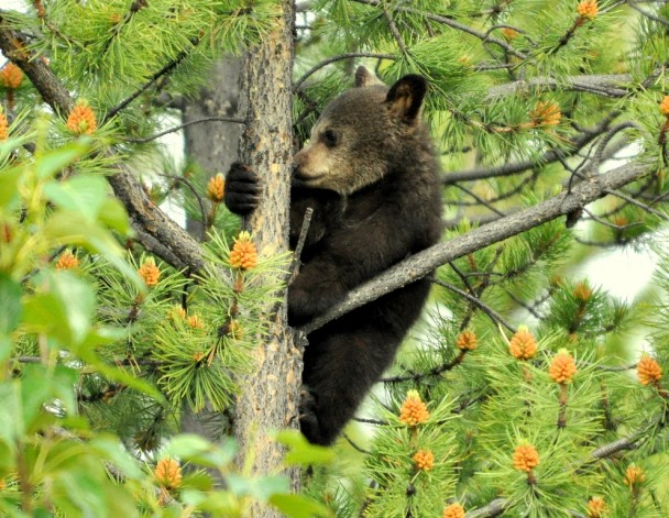Black Bear –  Cub | Dease Lake, British Columbia | June, 2011