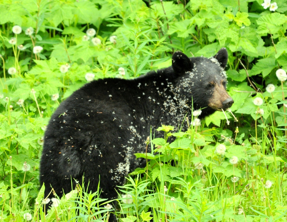 Black Bear | Radium Hot Springs, British Columbia | June, 2011