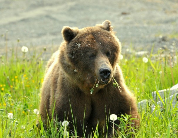 Brown Bear – Female  | Haines, Alaska | June, 2011