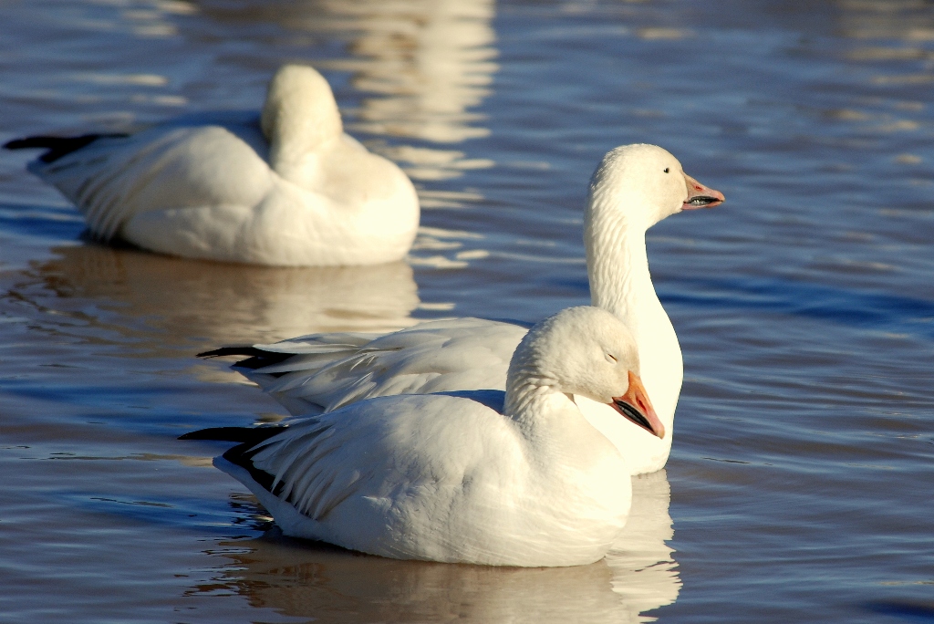 Snow Geese | Bosque del Apache | January, 2009