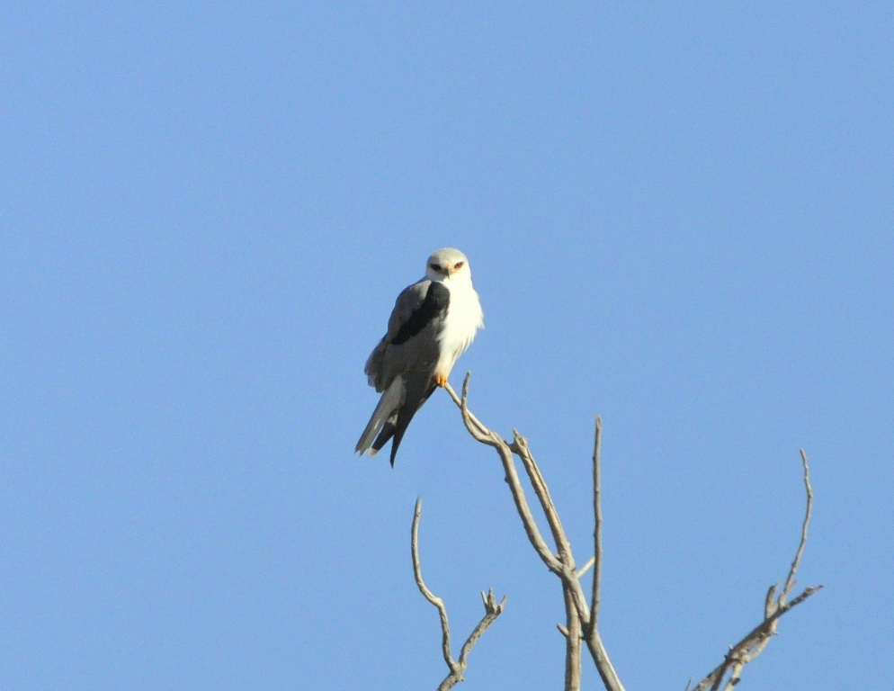 White-tailed Kite | Bosque del Apache | January, 2010