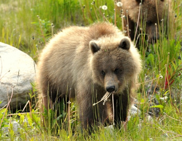 Brown Bear –  Cub | Haines, Alaska | June, 2010