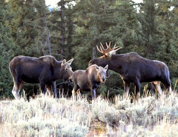 Moose – Bull, Cow and Calf | Jackson Hole, Wyoming | October, 2009