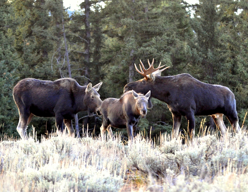 Moose – Bull, Cow and Calf | Jackson Hole, Wyoming | October, 2009