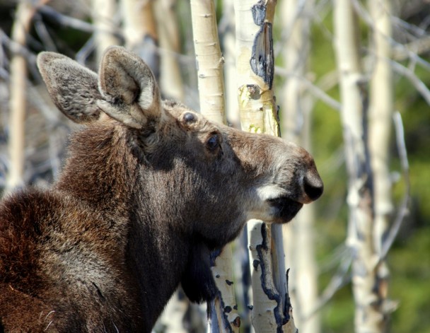 Moose – Immature Bull | Burgess Junction, Wyoming | May, 2009