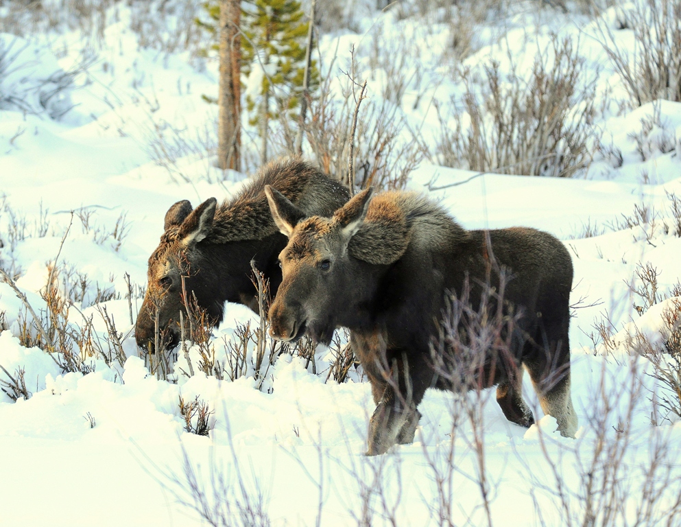 Moose –  Calves | Walden, Colorado | April, 2010