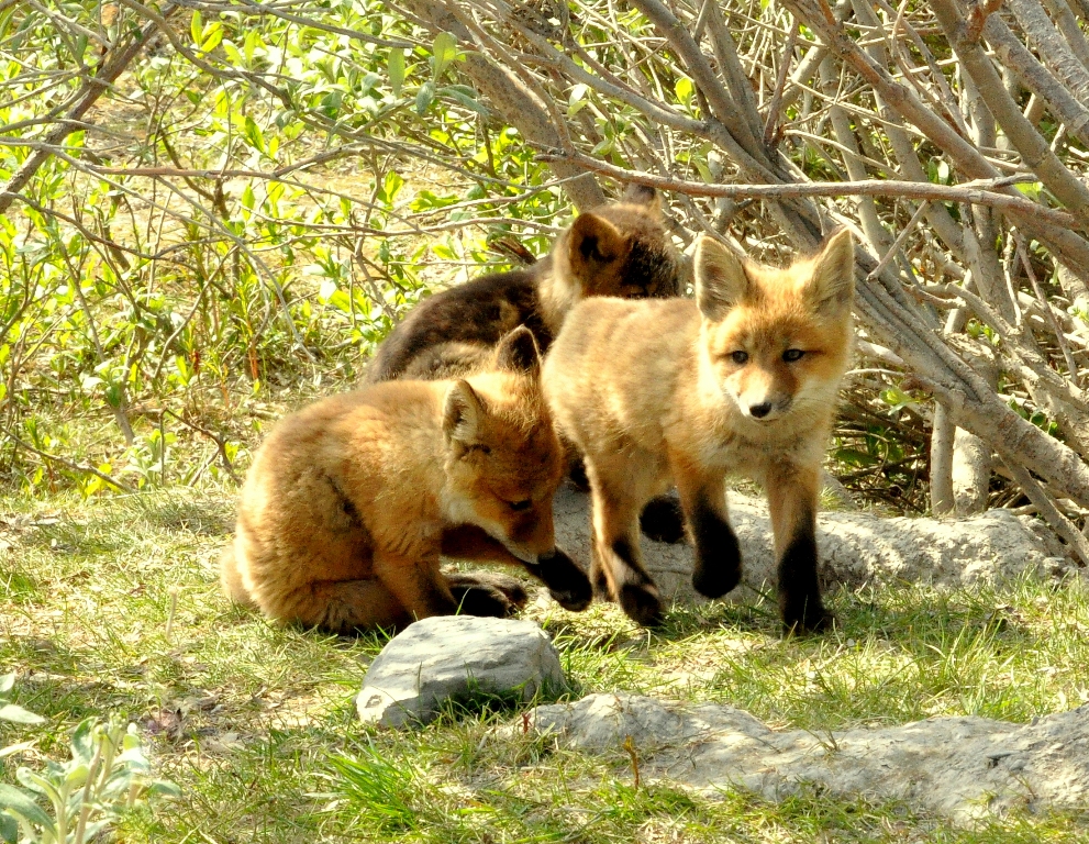 Red Fox –  Pup’s | Atigun Pass, Alaska | June, 2011