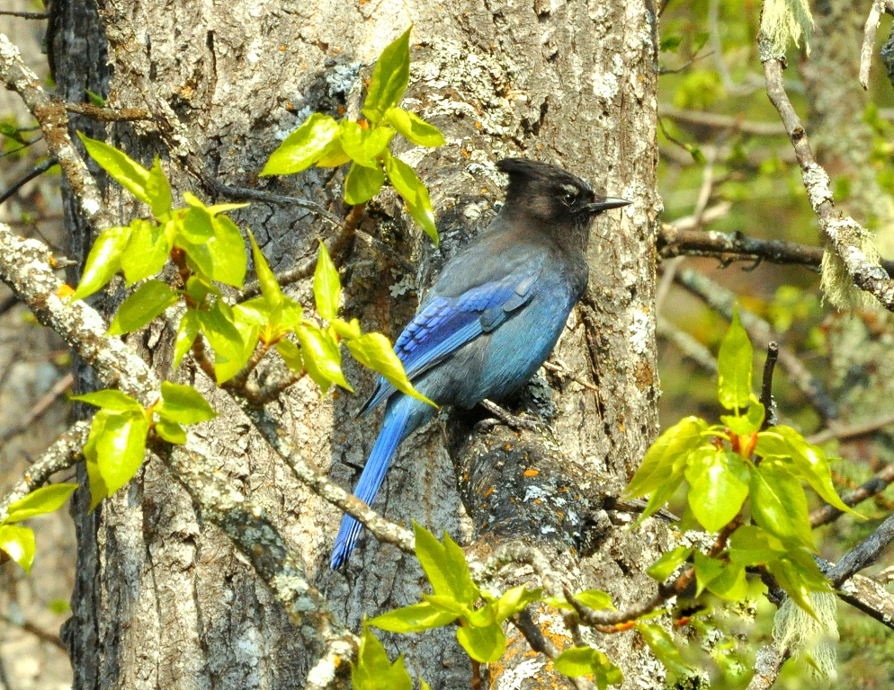Steller’s Jay |  Chetwynd, British Columbia | May, 2011
