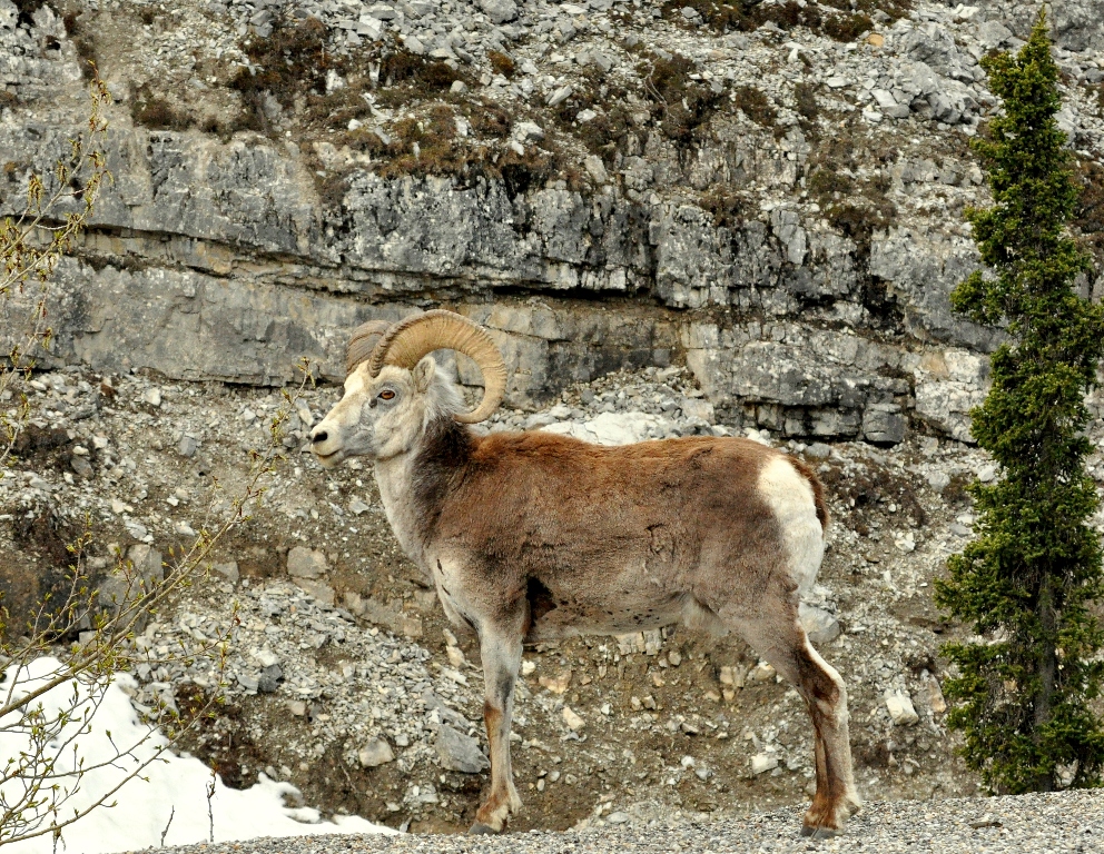 Stone Sheep – Ram | Fort Nelson, British Columbia | May, 2011
