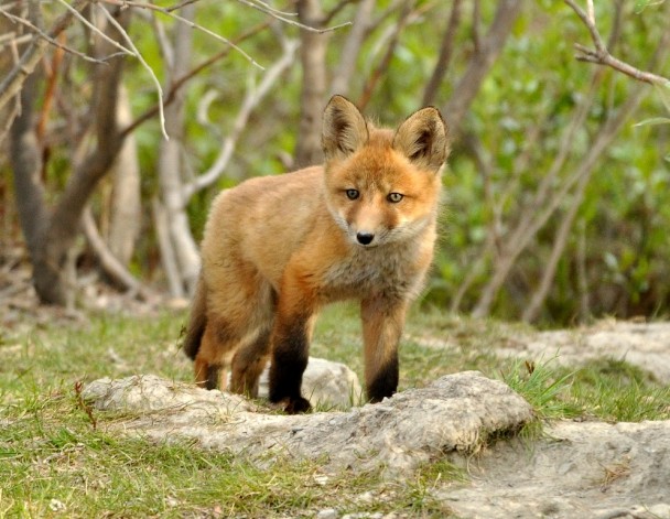 Red Fox –  Pup | Atigun Pass, Alaska | June, 2011
