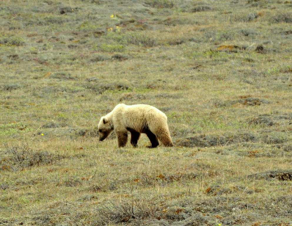 Grizzly Bear | Atigun Pass, Alaska | June, 2011