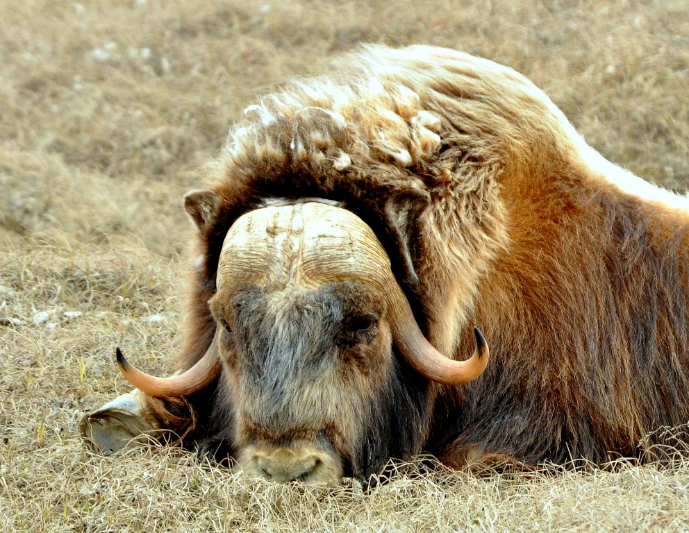 Musk Ox | Deadhorse, Alaska | June, 2011