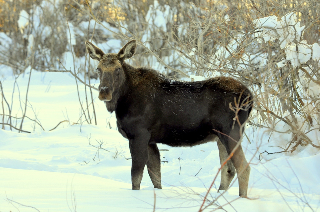 Moose – Immature Bull | Walden, Colorado | April, 2010