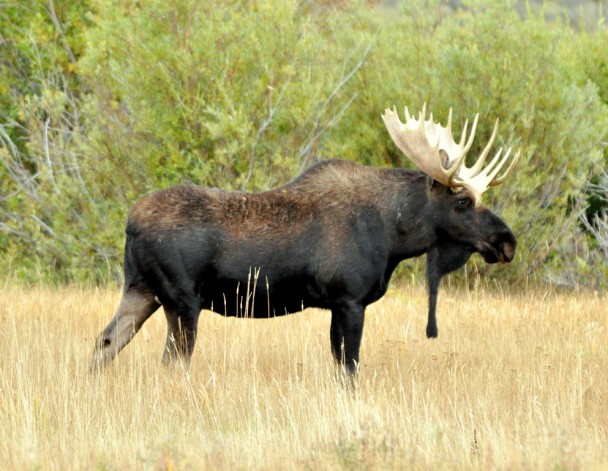 Moose-Bull | Walden, Colorado | September 2010