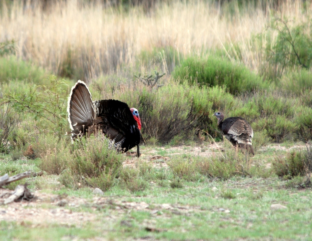 Wild Turkeys – Male & Female | Peloncillo Mts. NM | June, 2009